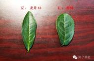 葛官华揭秘：龙井茶八大品种的魅力