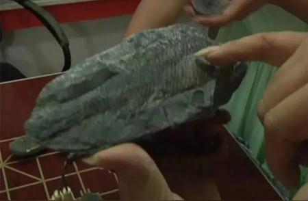 市民在句容青山发现珍贵化石，疑似是两亿年前的裂齿鱼？